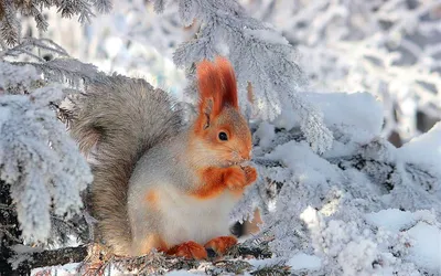 Фотографии зимних зверей: Наслаждайтесь уникальными изображениями